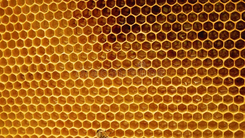 Ram med bikakor. Glyvax honungskomb som torkats i färsk honung