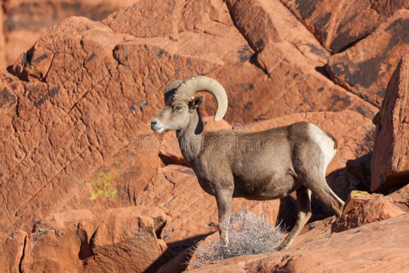 Ram novo do Bighorn do deserto imagem de stock Ram novo do Bighorn do deserto imagem de stock