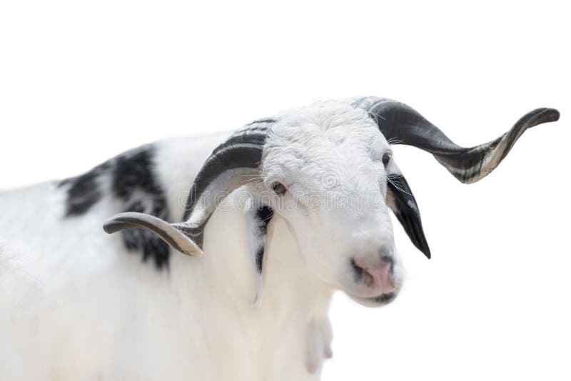 Ram saheliano con un cappotto bianco e nero, isolato immagine stock libera da diritti Ram saheliano con un cappotto bianco e nero, isolato immagine stock libera da diritti