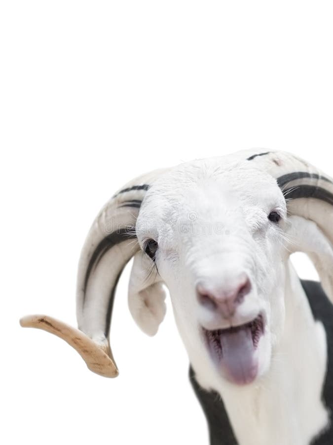 Ram saheliano con un cappotto bianco e nero, isolato immagine stock Ram saheliano con un cappotto bianco e nero, isolato immagine stock