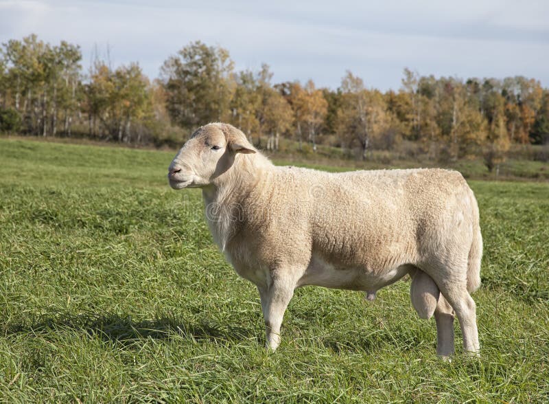 Ram sheep