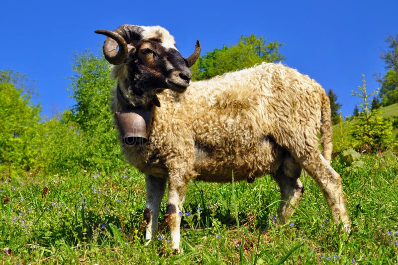 A ram on a summer pasture