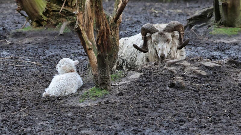 Ram und Lamm in der Natur stockbilder