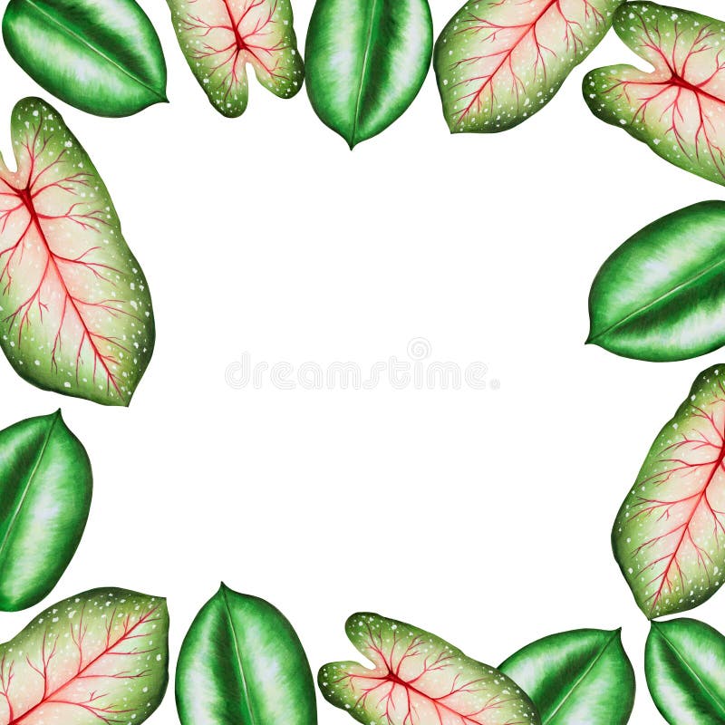Rama akwarelowa o realistycznych liściach tropikalnych. ilustracja odosobnionych na biało lifów monstera caladium ficus ilustracja wektor
