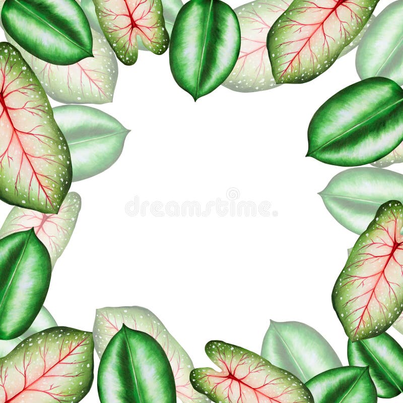 Rama akwarelowa o realistycznych liściach tropikalnych. ilustracja odosobnionych na biało lifów monstera caladium ficus ilustracji
