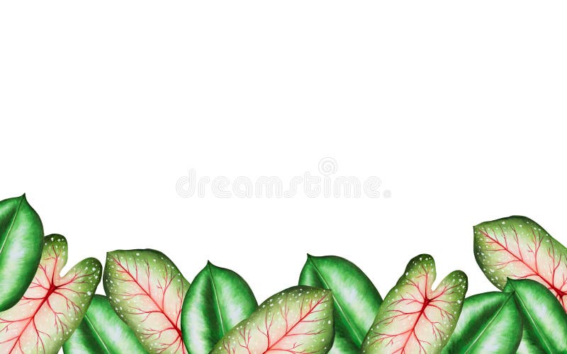 Rama akwarelowa o realistycznych liściach tropikalnych. ilustracja odosobnionych na biało lifów monstera caladium ficus ilustracja wektor