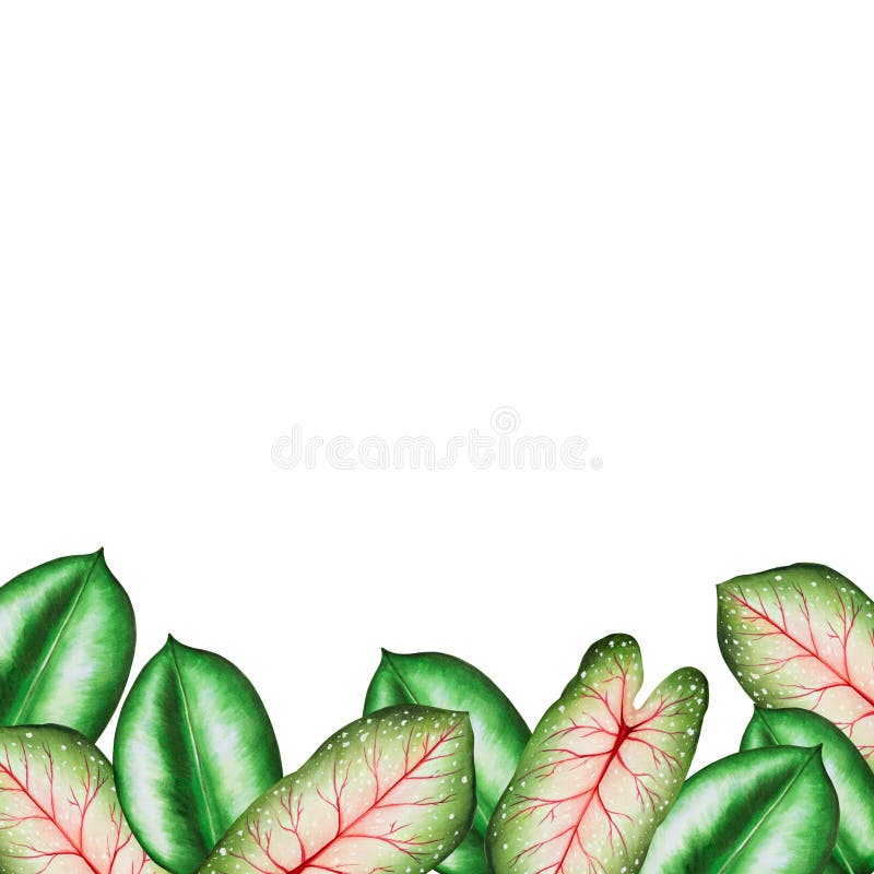 Rama akwarelowa o realistycznych liściach tropikalnych. ilustracja odosobnionych na biało lifów monstera caladium ficus ilustracja wektor