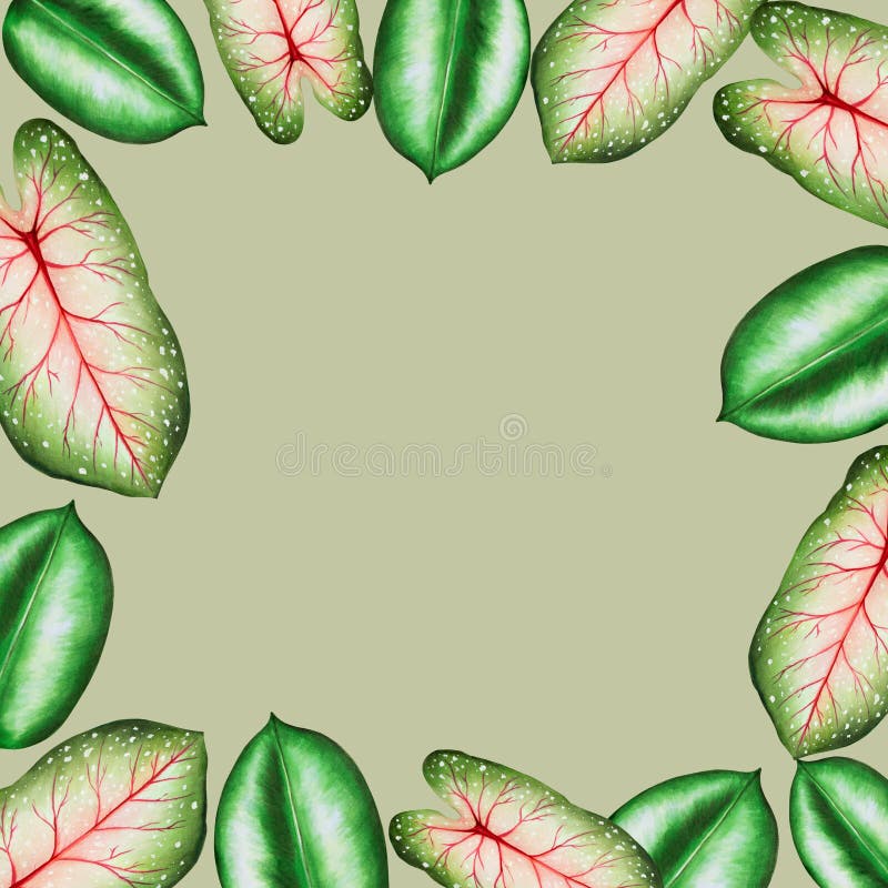 Rama akwarelowa o realistycznych liściach tropikalnych. ilustracja odosobnionych na biało lifów monstera caladium ficus royalty ilustracja