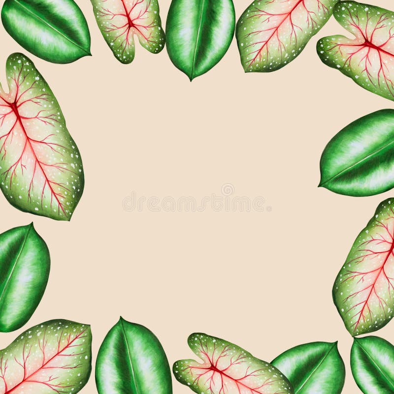 Rama akwarelowa o realistycznych liściach tropikalnych. ilustracja odosobnionych na biało lifów monstera caladium ficus ilustracja wektor