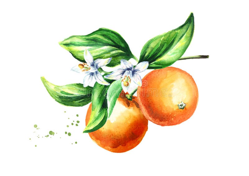 Rama anaranjada con las flores y las hojas de las frutas Ejemplo dibujado mano de la acuarela, en el fondo blanco stock de ilustración Rama anaranjada con las flores y las hojas de las frutas Ejemplo dibujado mano de la acuarela, en el fondo blanco stock de ilustración