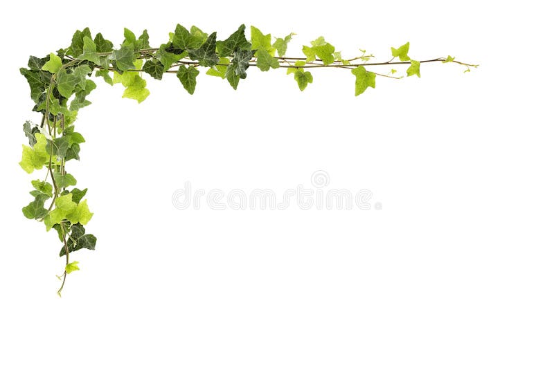 Frame of ivy -Fresh ivy leaves isolated on white background, clipping path included. Frame of ivy -Fresh ivy leaves isolated on white background, clipping path included
