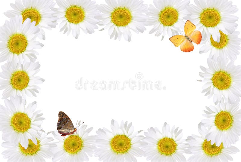 Rama Chamomiles z motylem obraz royalty free