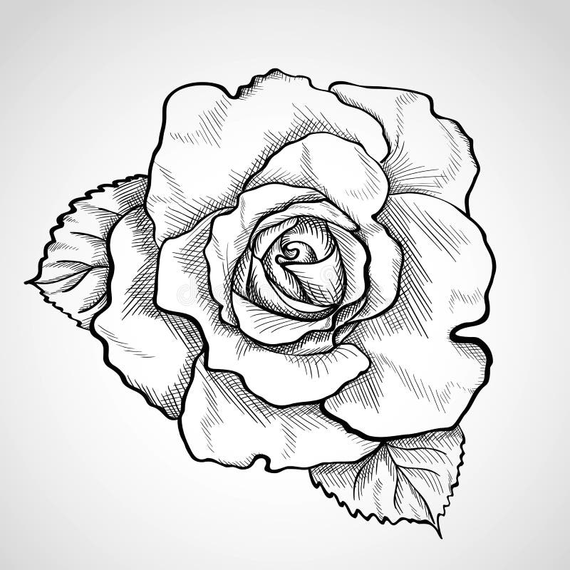 Boceto de rama de rosa ilustración del vector
