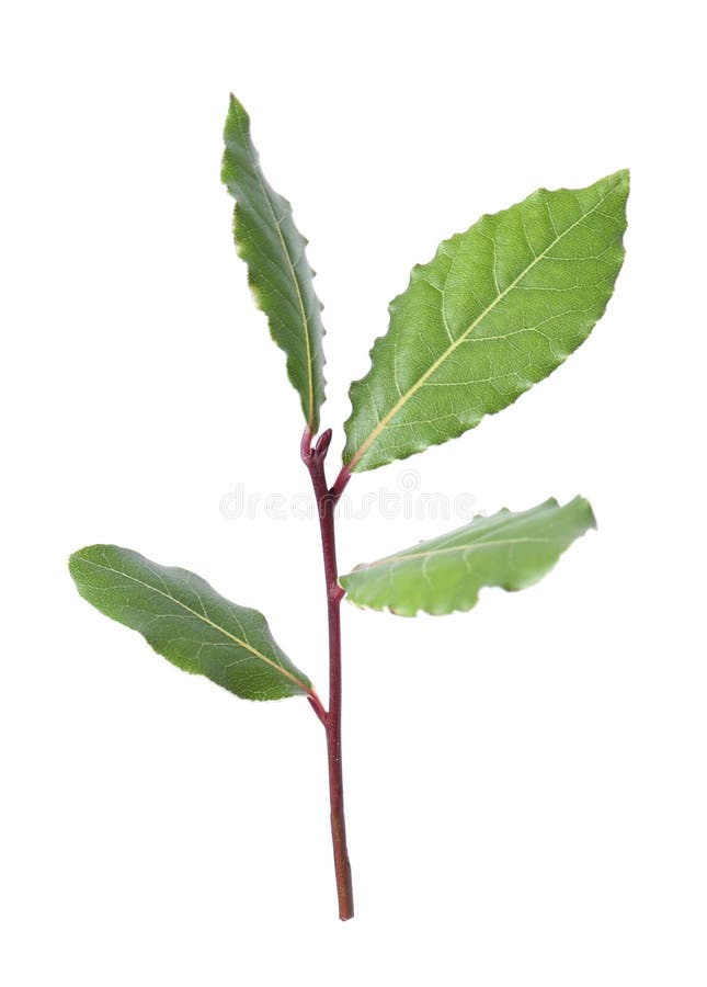Rama Con Hojas De Laurel Aisladas En Blanco Foto de archivo Imagen de