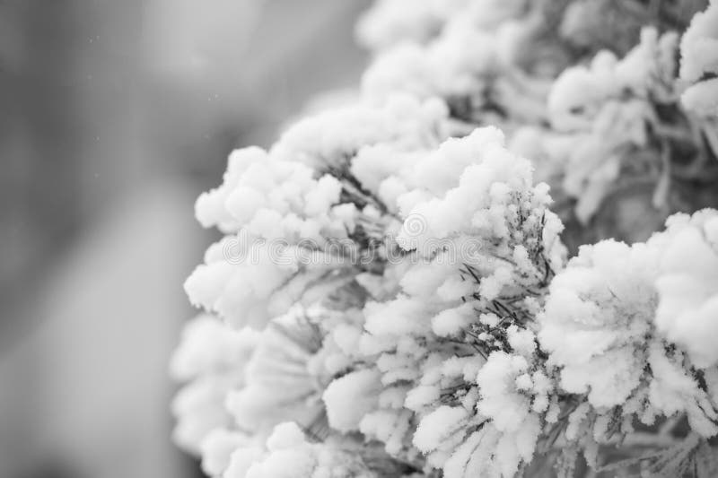 Branch covered with white snow on natural background. Winter nature concept. Season greetings and holidays celebration. Frost on fir tree. Christmas and new year. Branch covered with white snow on natural background. Winter nature concept. Season greetings and holidays celebration. Frost on fir tree. Christmas and new year.