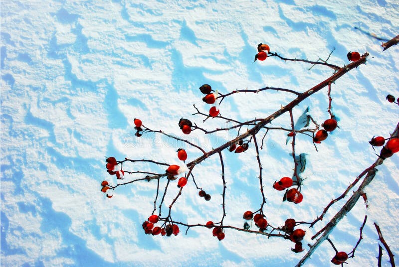 Rama de Bush con las bayas color de rosa salvajes maduras cubiertas con nieve en el fondo de la nieve ondulada blanca foto de archivo libre de regalías Rama de Bush con las bayas color de rosa salvajes maduras cubiertas con nieve en el fondo de la nieve ondulada blanca foto de archivo libre de regalías