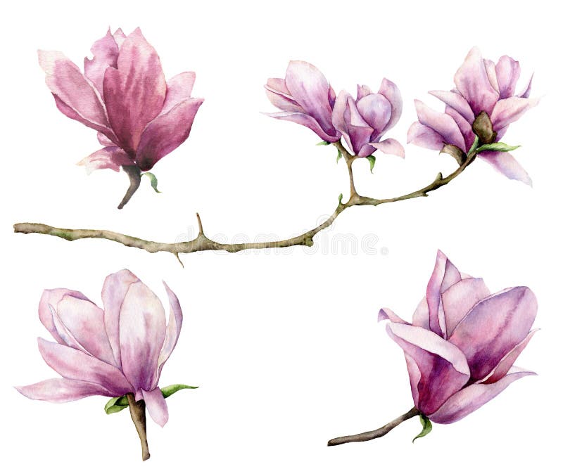 Rama de la acuarela y sistema de la magnolia Flores pintadas a mano aisladas en el fondo blanco Ejemplo elegante floral para stock de ilustración Rama de la acuarela y sistema de la magnolia Flores pintadas a mano aisladas en el fondo blanco Ejemplo elegante floral para stock de ilustración
