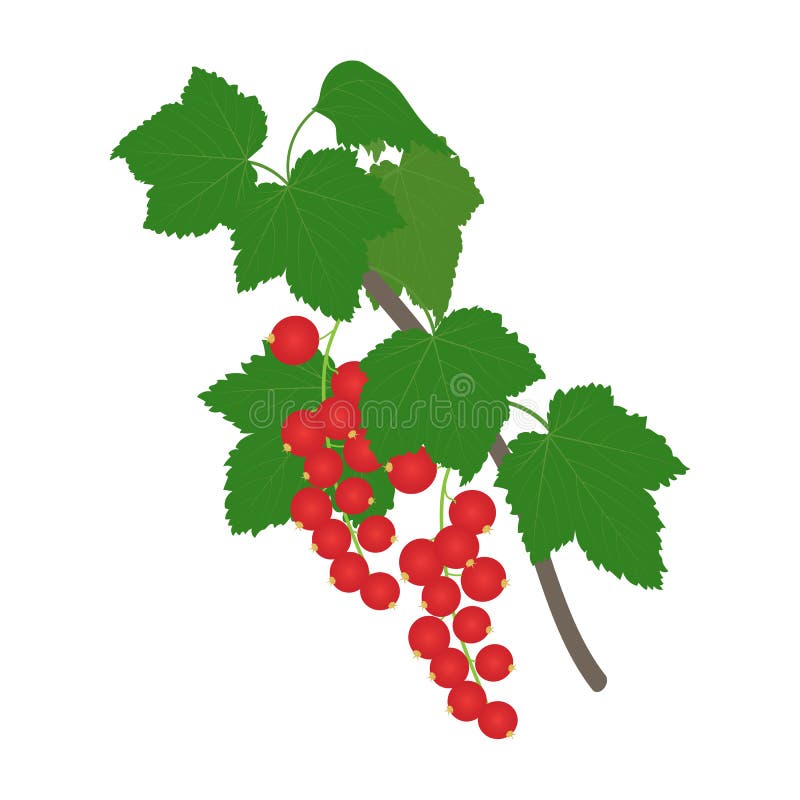 Rama de la pasa roja con las hojas ilustración del vector Rama de la pasa roja con las hojas ilustración del vector