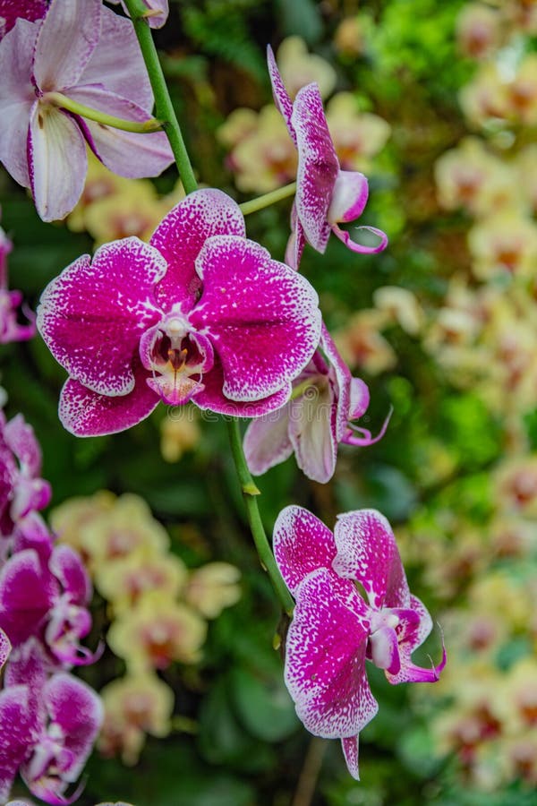 Rama De Las Flores Orquídeas Foto de archivo - Imagen de formado, planta:  183968430