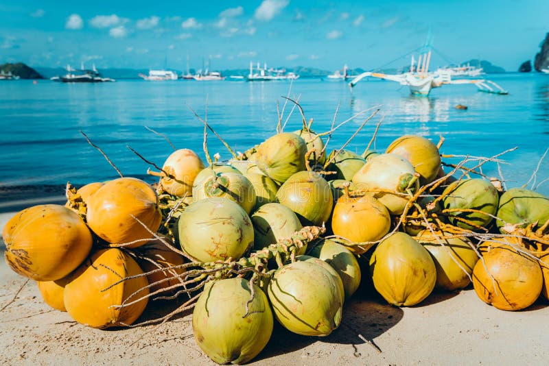Rama de las frutas del coco en la playa del corong del corong en el EL Nido, Palawan, Filipinas foto de archivo libre de regalías Rama de las frutas del coco en la playa del corong del corong en el EL Nido, Palawan, Filipinas foto de archivo libre de regalías