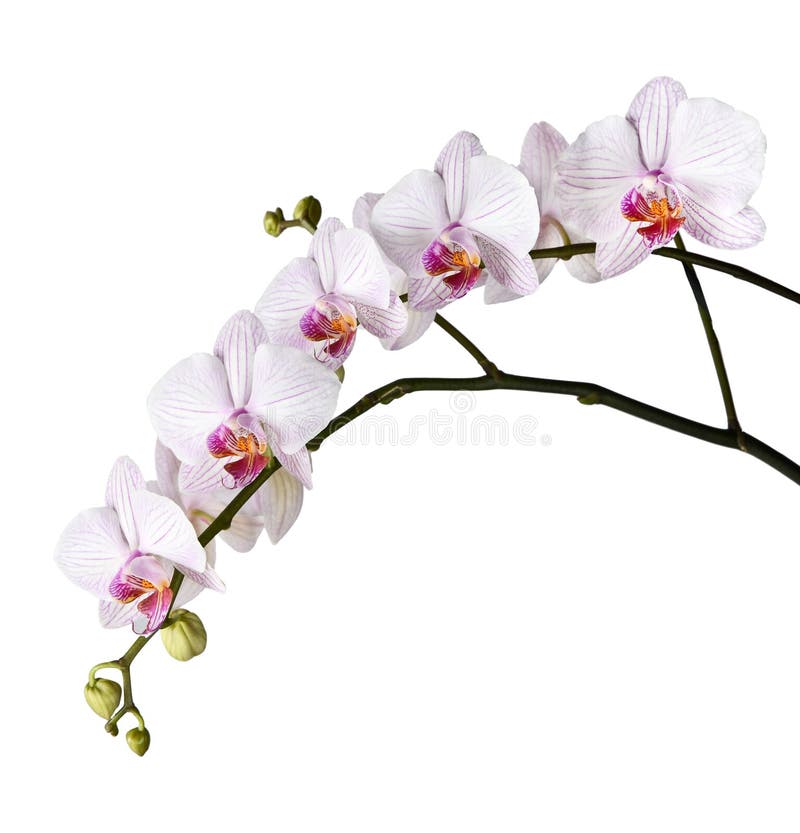 232 Rama De Las Orquídeas Blancas Fotos de stock - Fotos libres de regalías  de Dreamstime