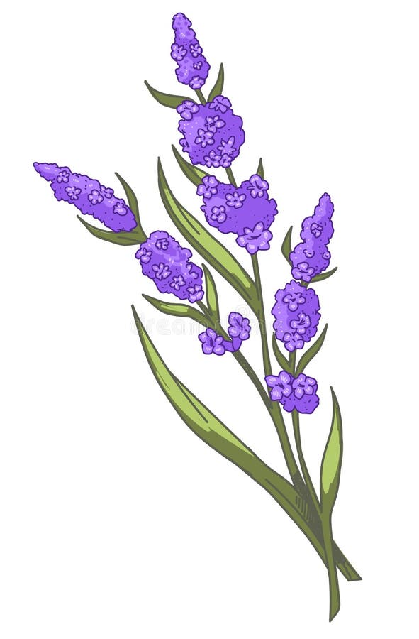 Rama De Lavanda Con Flores En Vector De Flor Ilustración del Vector - Ilustración de fragante, resorte: 208569155 Rama De Lavanda Con Flores En Vector De Flor Ilustración del Vector - Ilustración de fragante, resorte: 208569155