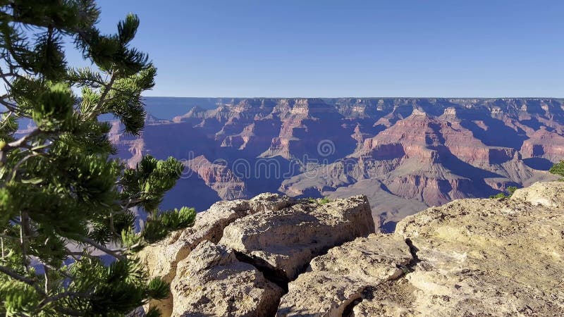 Rama de un pino en las majestuosas rocas del gran cañón. una transición sin fisuras de los detalles a un amplio paisaje revela almacen de video