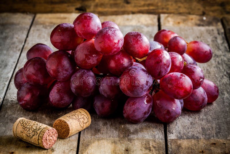 Rama de uvas orgánicas maduras con los corchos para el vino imagen de archivo libre de regalías Rama de uvas orgánicas maduras con los corchos para el vino imagen de archivo libre de regalías