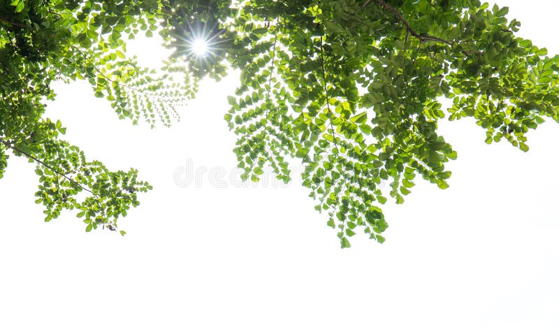 Rama de árbol con las hojas del verde aisladas en blanco fotos de archivo Rama de árbol con las hojas del verde aisladas en blanco fotos de archivo