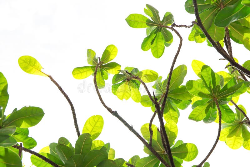 Rama de árbol con las hojas del verde en blanco imagenes de archivo Rama de árbol con las hojas del verde en blanco imagenes de archivo