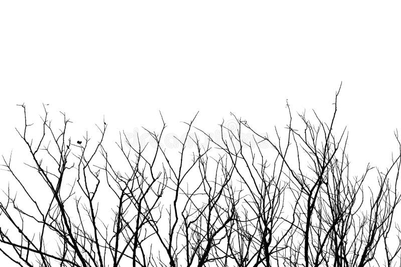 Rama de árbol deshojada, fondo blanco y negro del tono foto de archivo Rama de árbol deshojada, fondo blanco y negro del tono foto de archivo