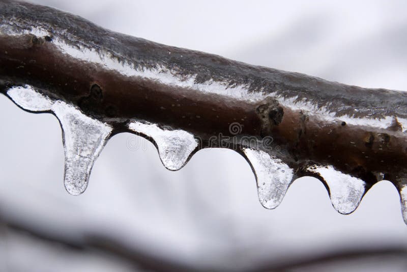 Rama de árbol detallada cubierta en hielo claro después de lluvia sobrefundida imagen de archivo libre de regalías Rama de árbol detallada cubierta en hielo claro después de lluvia sobrefundida imagen de archivo libre de regalías