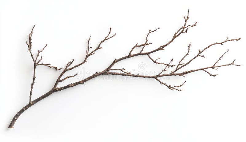 Rama de árbol marrón oscuro sobre fondo blanco ilustración del vector