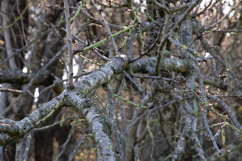 Rama de árbol sin las hojas y las web de araña imagen de archivo libre de regalías Rama de árbol sin las hojas y las web de araña imagen de archivo libre de regalías