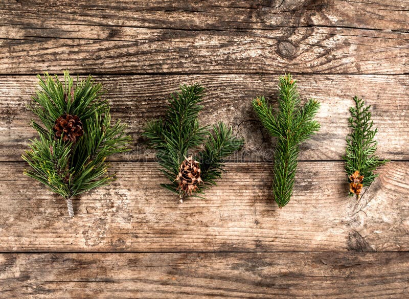 Rama del abeto de la Navidad, picea, enebro, abeto, alerce, conos del pino en fondo de madera imagen de archivo libre de regalías Rama del abeto de la Navidad, picea, enebro, abeto, alerce, conos del pino en fondo de madera imagen de archivo libre de regalías
