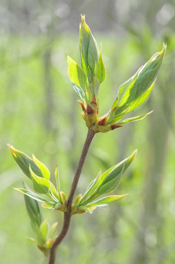 Rama del brote de la primavera con los brotes florecientes y las nuevas hojas frescas fotografía de archivo