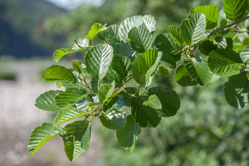 Rama del elmo foto de archivo. Imagen de verano, hojas 190716236