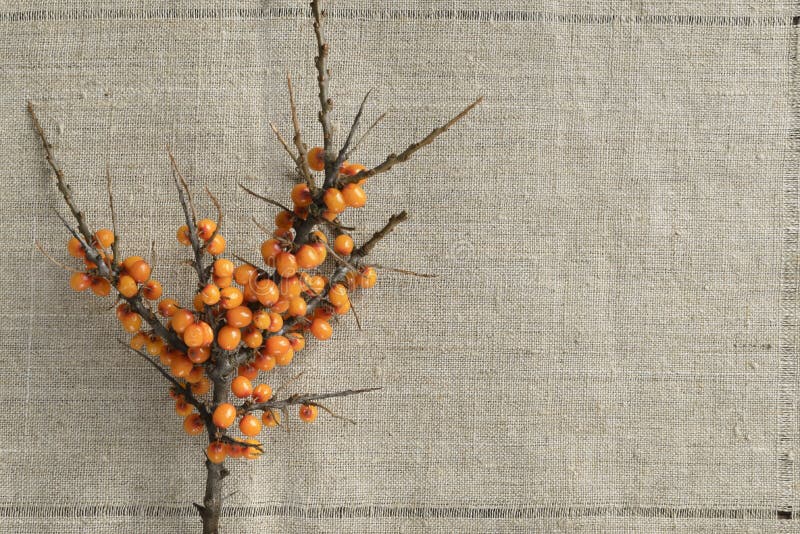 Rama de espino albar fotos de archivo libres de regalías