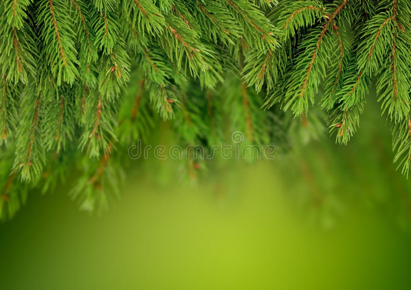 Rama del fondo del árbol de navidad imágenes de archivo libres de regalías Rama del fondo del árbol de navidad imágenes de archivo libres de regalías