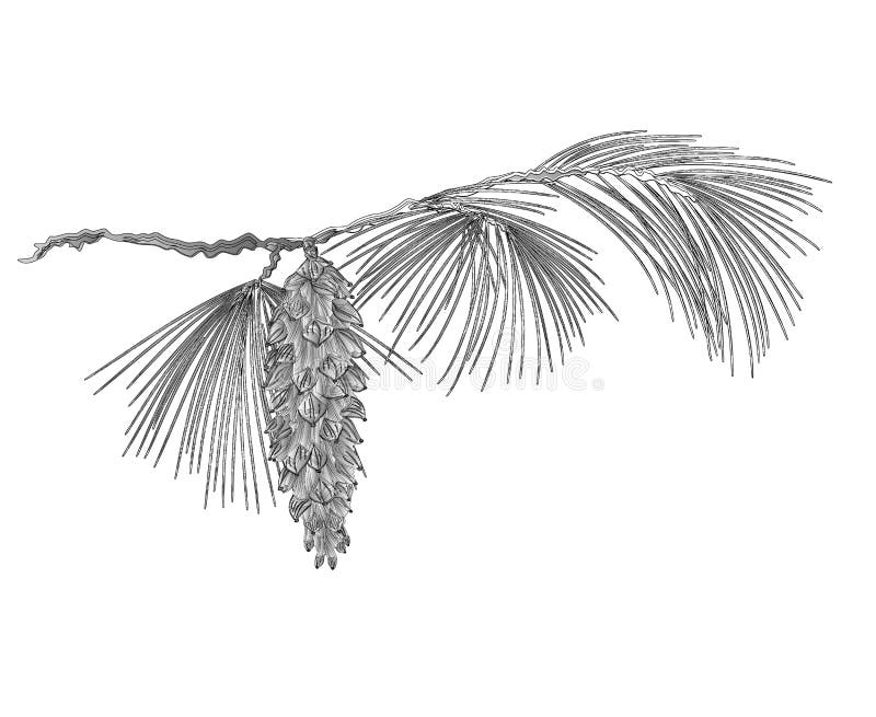 Rama del pino con los pinecones como vector del grabado del vintage stock de ilustración Rama del pino con los pinecones como vector del grabado del vintage stock de ilustración