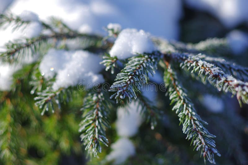 Rama del pino Nevado imágenes de archivo libres de regalías Rama del pino Nevado imágenes de archivo libres de regalías
