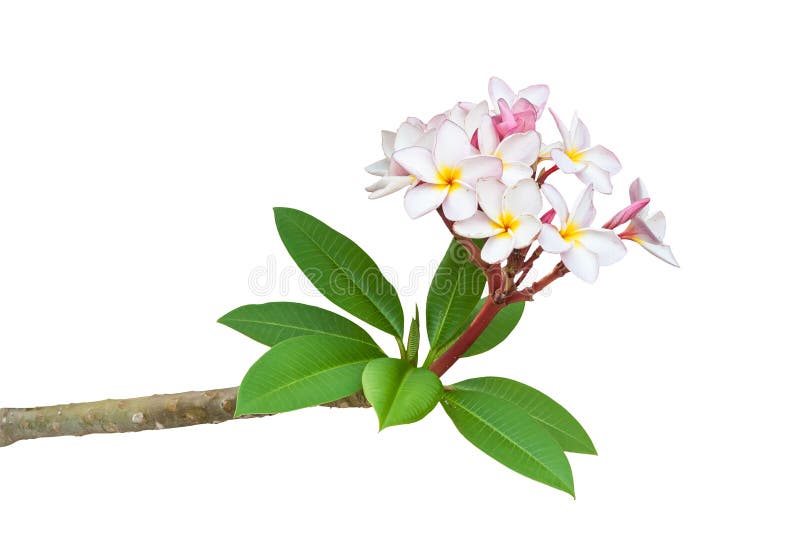 Rama del plumeria del Frangipani aislada en el fondo blanco imagen de archivo Rama del plumeria del Frangipani aislada en el fondo blanco imagen de archivo