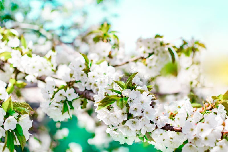 Rama floreciente del cerezo en fondo del cielo azul en el día soleado Fondo floral de la primavera con las pequeñas flores blanca foto de archivo libre de regalías Rama floreciente del cerezo en fondo del cielo azul en el día soleado Fondo floral de la primavera con las pequeñas flores blanca foto de archivo libre de regalías