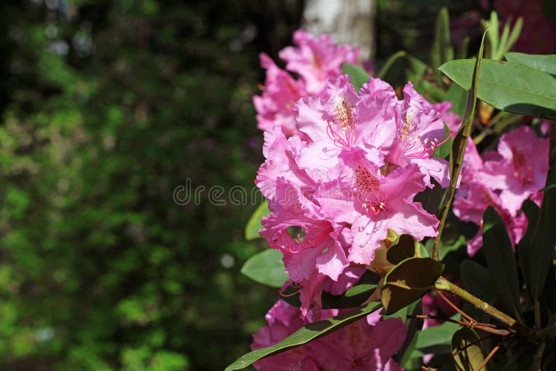 Rama floreciente del rododendro en el jardín de la primavera Flor rosada de la azalea imagenes de archivo Rama floreciente del rododendro en el jardín de la primavera Flor rosada de la azalea imagenes de archivo