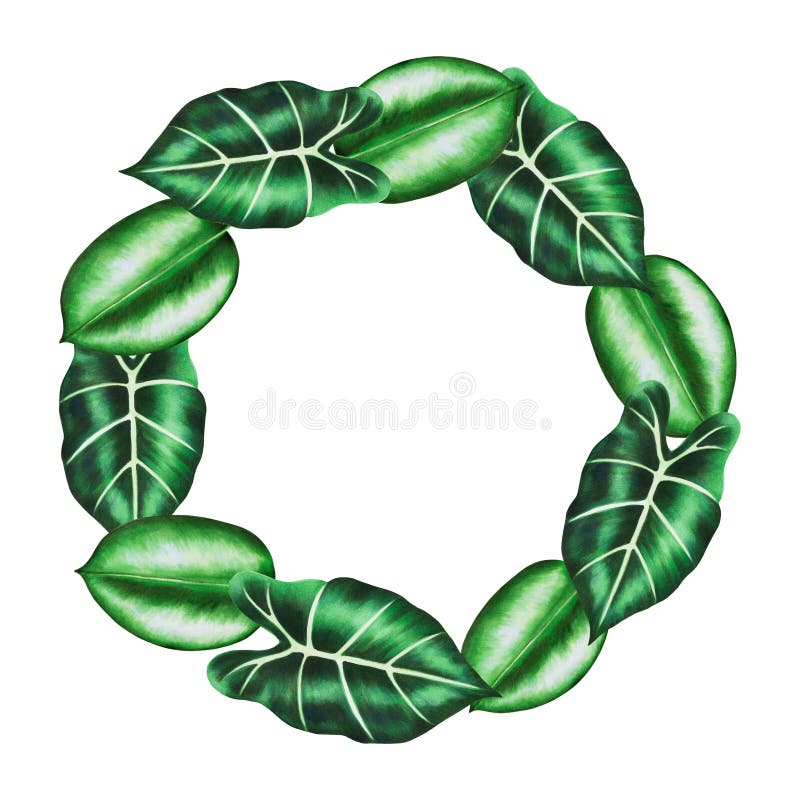 Rama i logo z realistycznymi lifami tropikalnymi. ilustracja monstera caladium alocasia ficus leafs ilustracji