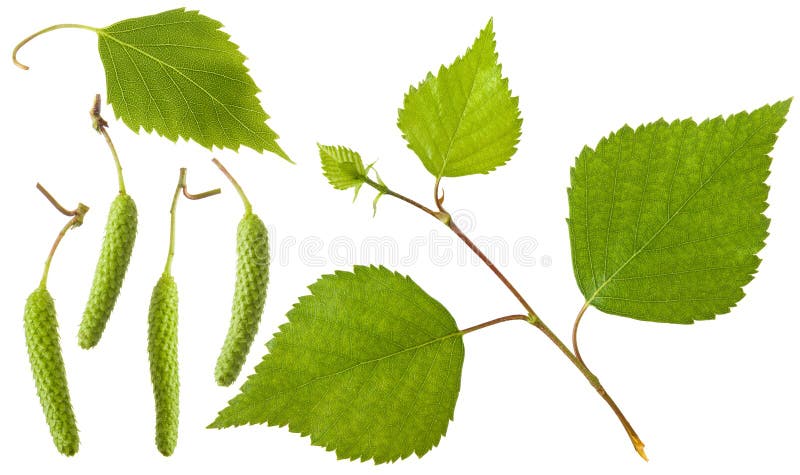 Rama verde fresca del abedul con las hojas y las flores aisladas en el fondo blanco Una colección o un sistema del diseño floral imagenes de archivo Rama verde fresca del abedul con las hojas y las flores aisladas en el fondo blanco Una colección o un sistema del diseño floral imagenes de archivo