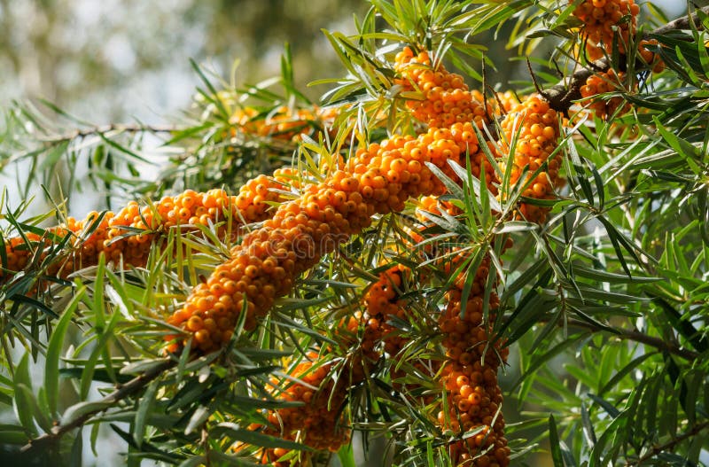 Ramais de espinheiro-do-mar estrelados com bagas de laranja no jardim fotografia de stock Ramais de espinheiro-do-mar estrelados com bagas de laranja no jardim fotografia de stock