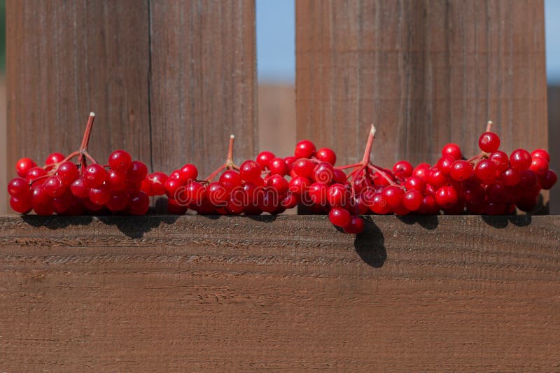 Ramais de viburno vermelho maduro sobre uma cerca de madeira Colheita de Berries para o tratamento da gripe Medicina a frio imagens de stock Ramais de viburno vermelho maduro sobre uma cerca de madeira Colheita de Berries para o tratamento da gripe Medicina a frio imagens de stock