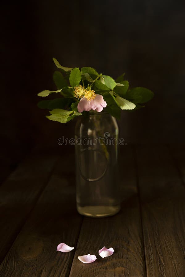 Ramal de haste com uma flor num vaso e pétalas caídas foto de stock