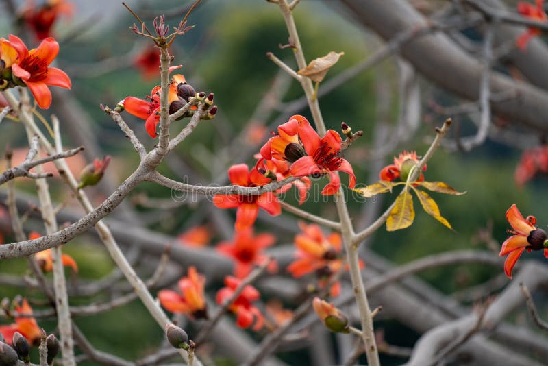 Ramal De Uma árvore De Bombax Ceiba Florida E Florida Ou De Uma Flor De  Algodão De Seda Vermelha Foto de Stock - Imagem de tropical, fundo:  177085872